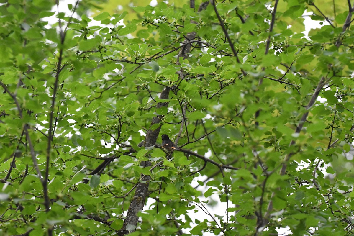 American Redstart - ML620688797