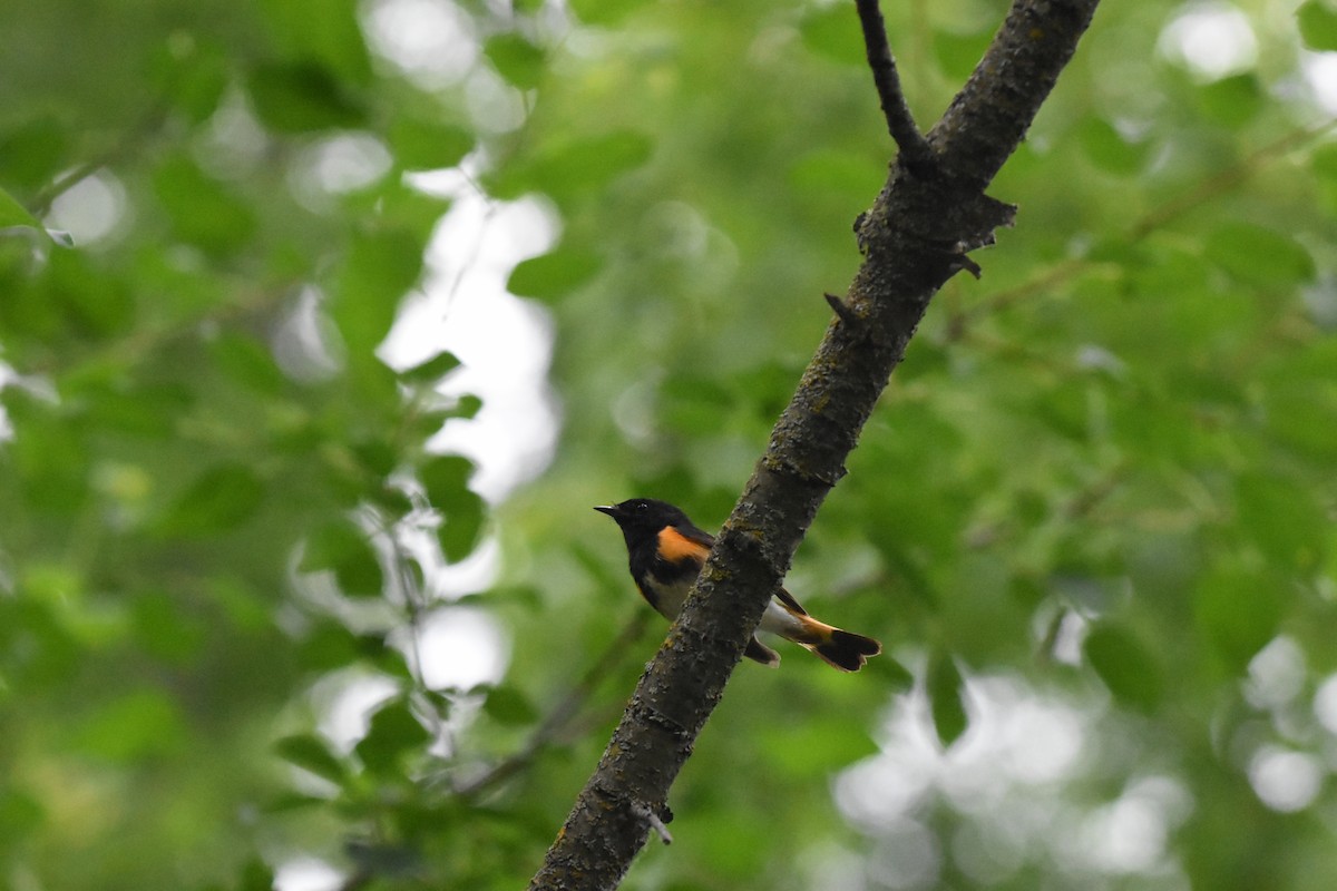 American Redstart - ML620688798