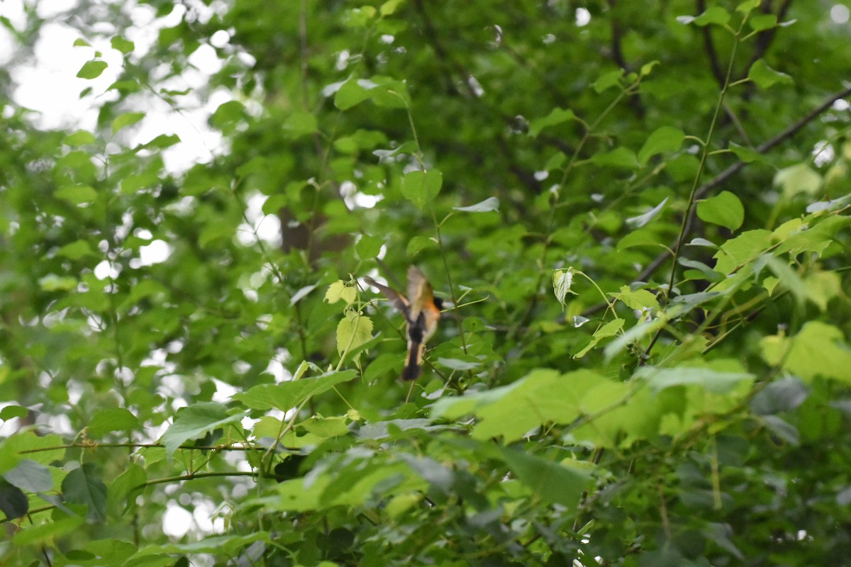 American Redstart - Jason Coil