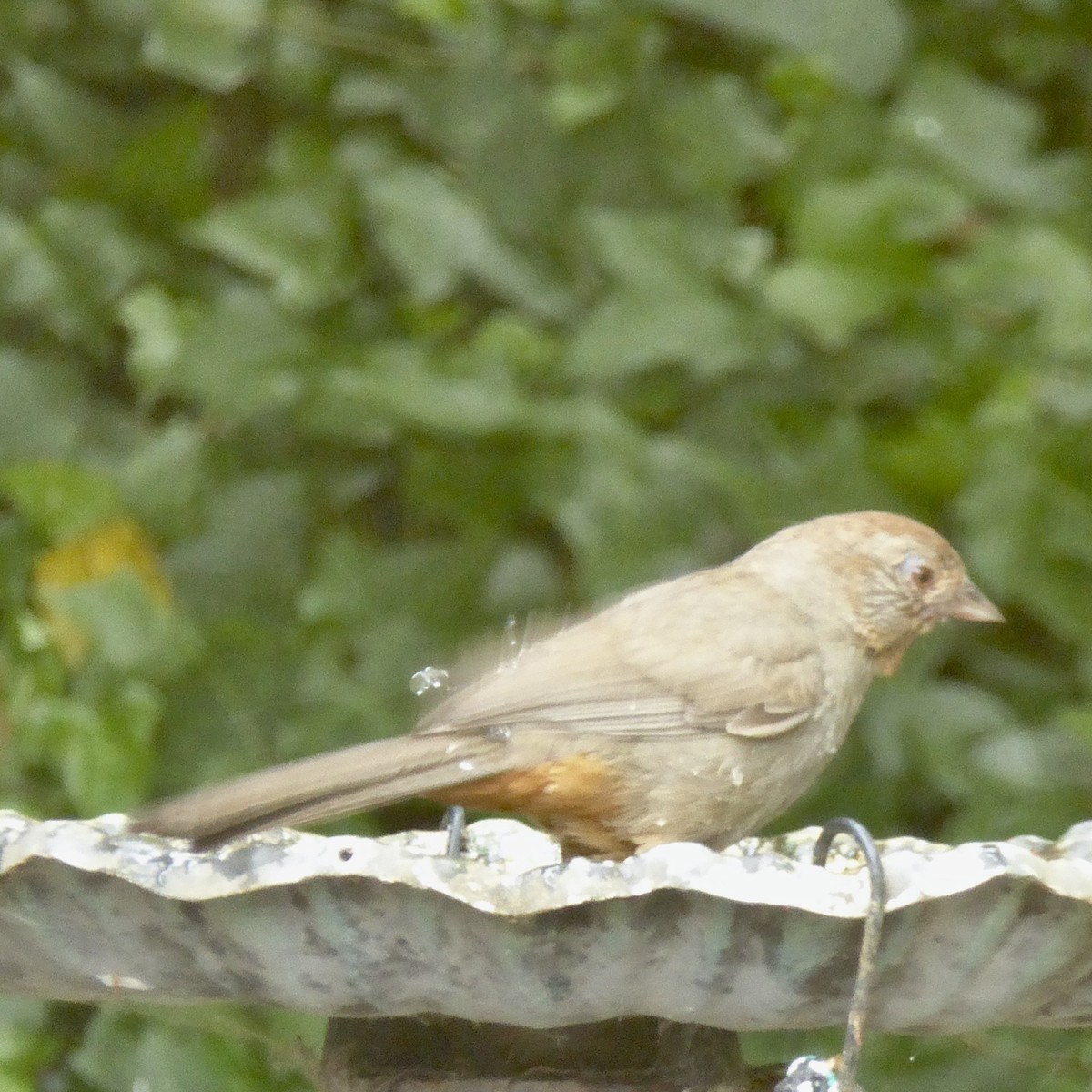 California Towhee - ML620688803