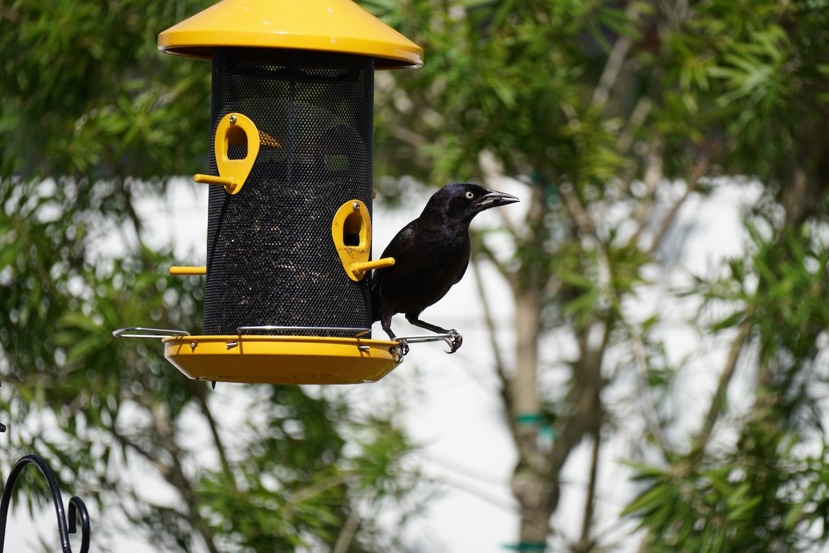 Common Grackle - ML620688804