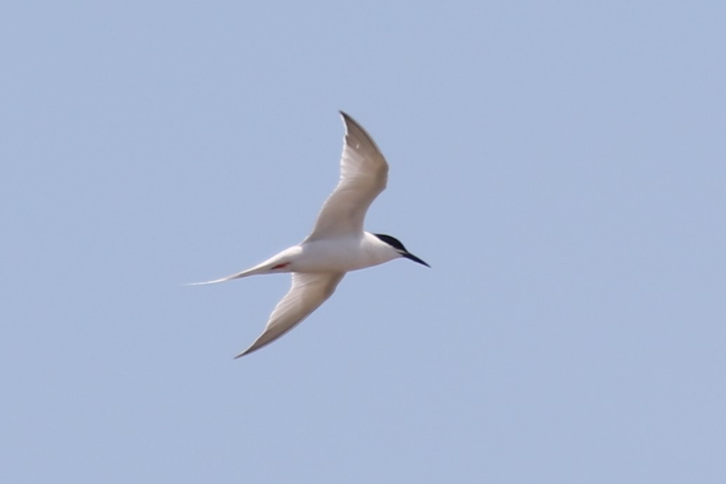 Roseate Tern - ML620688808