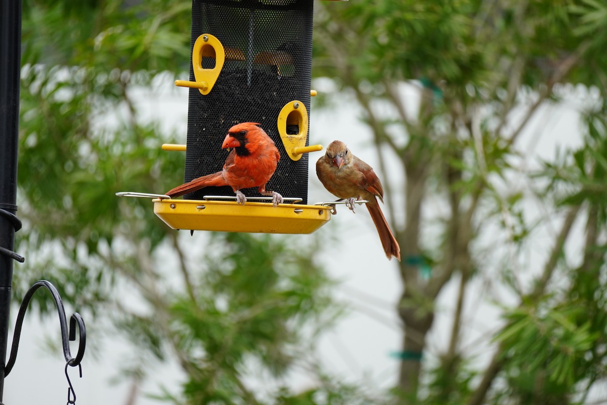 Northern Cardinal - ML620688809