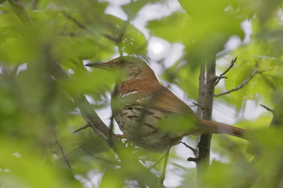 Brown Thrasher - ML620688810