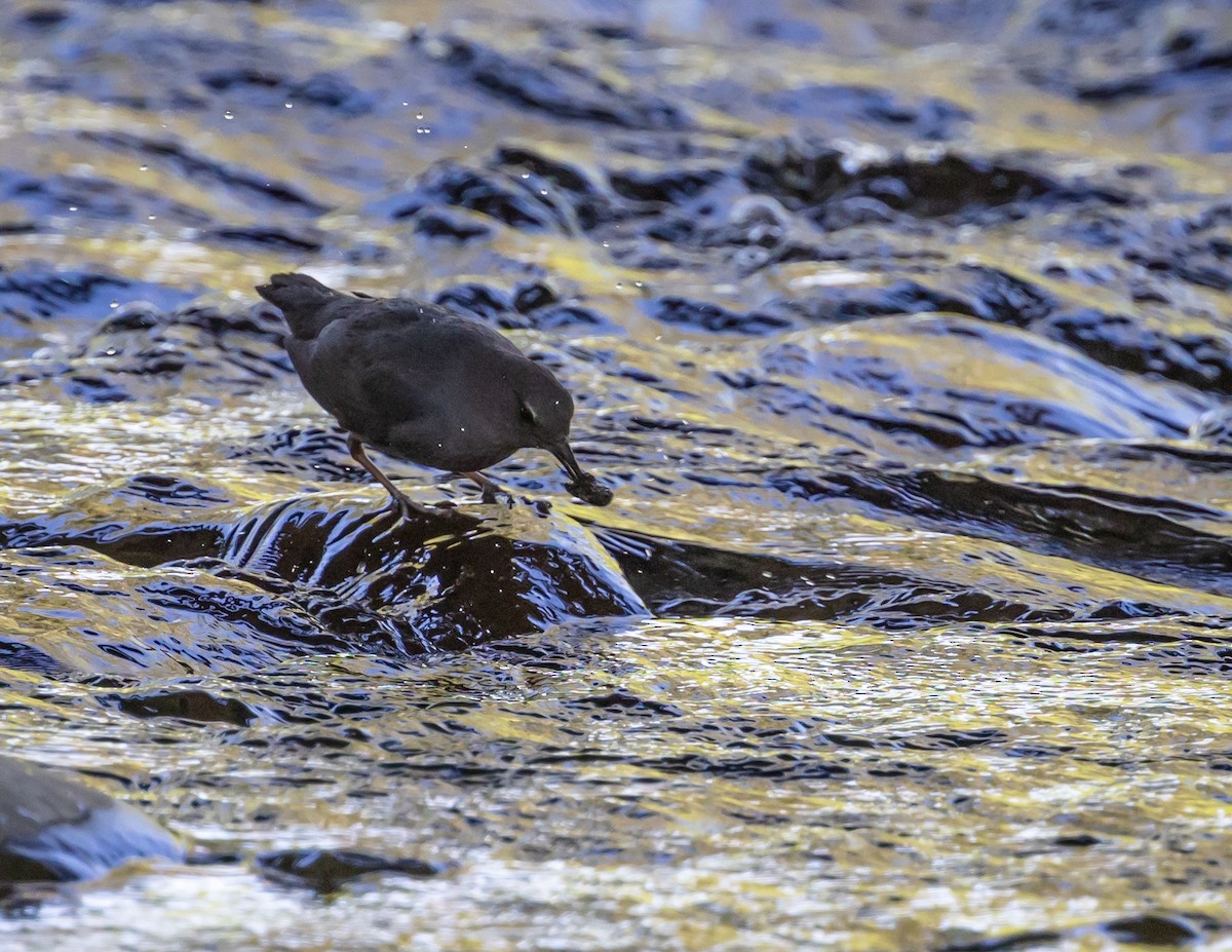 American Dipper - ML620688811