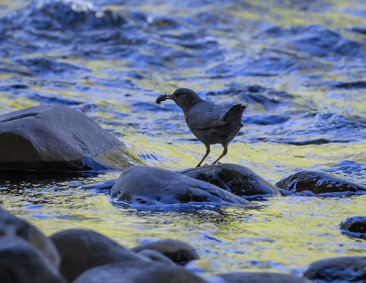 American Dipper - ML620688813