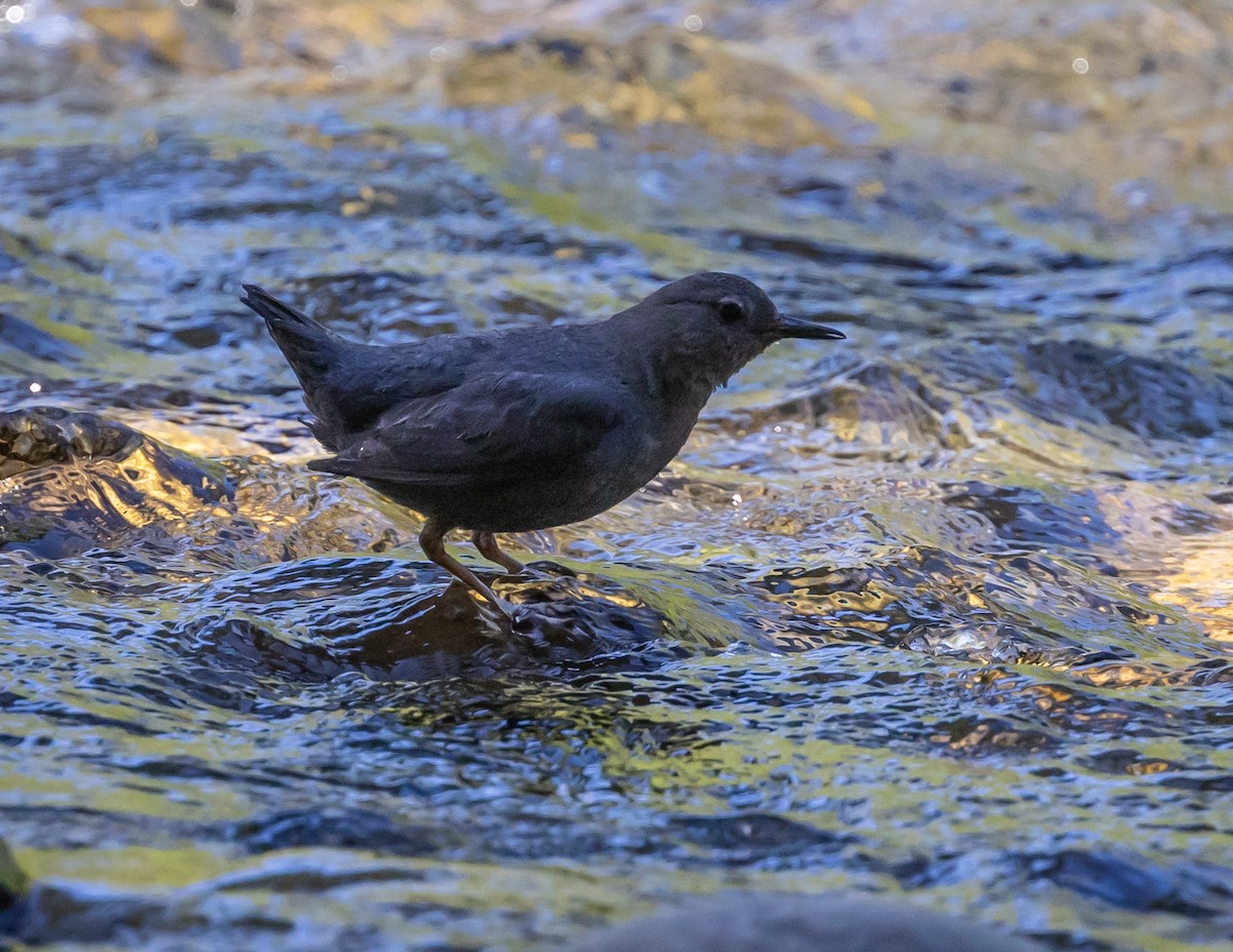 American Dipper - ML620688816