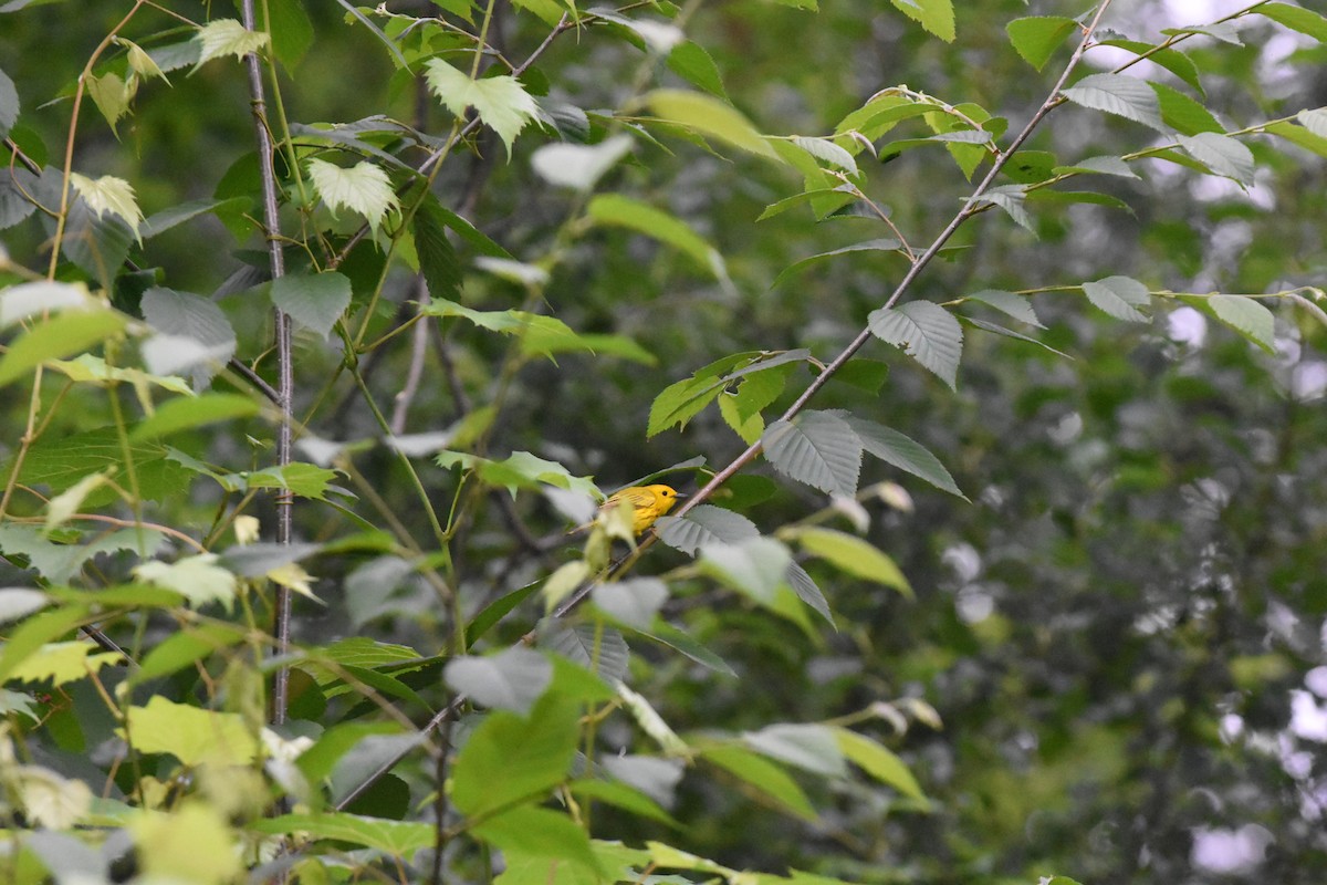 Yellow Warbler - ML620688820