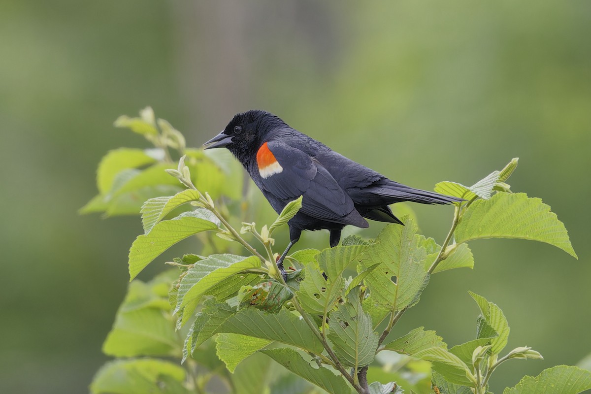 Red-winged Blackbird - ML620688823