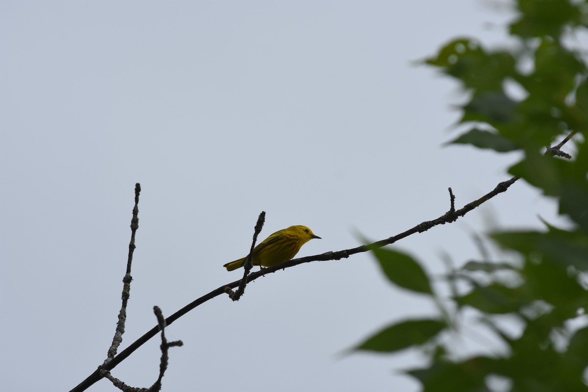 Yellow Warbler - ML620688825