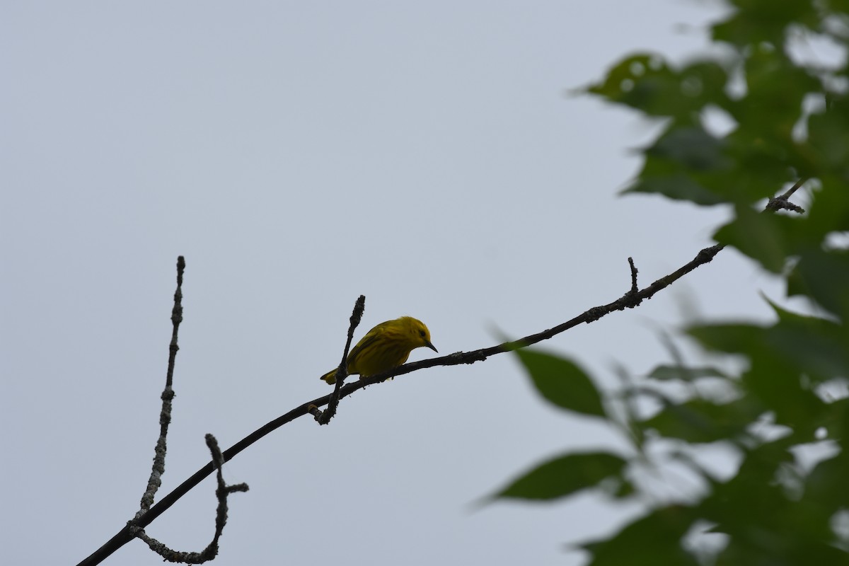 Yellow Warbler - ML620688827