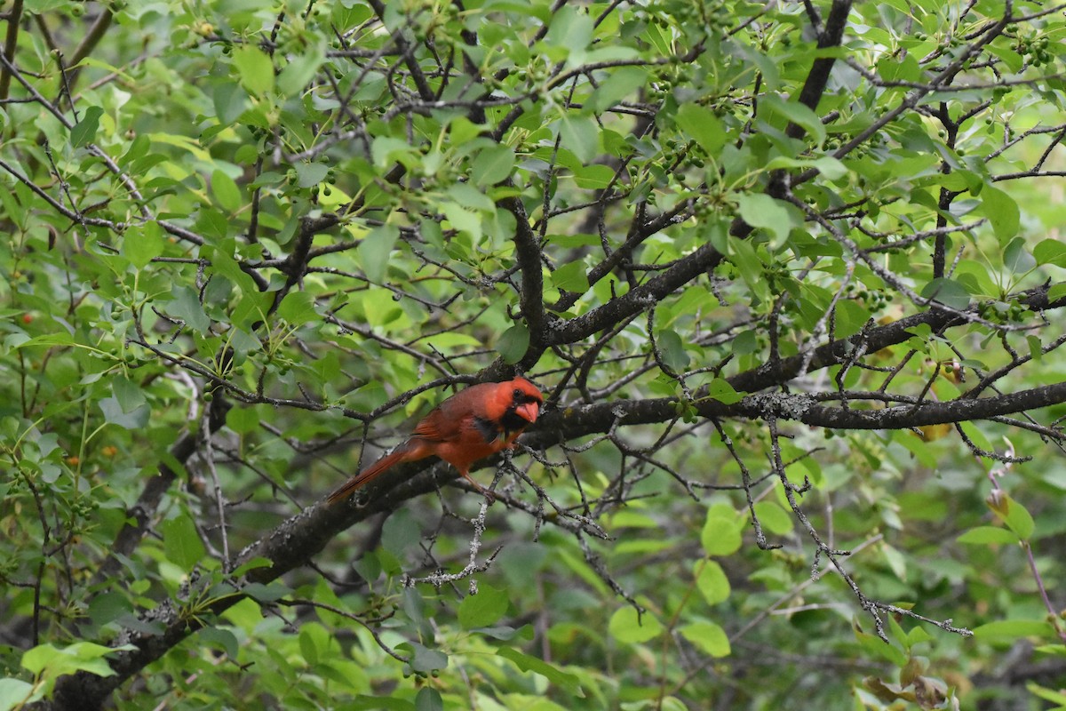 Northern Cardinal - ML620688828