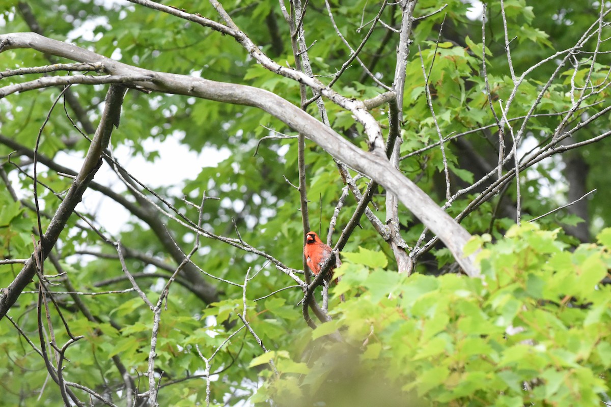 Northern Cardinal - ML620688829