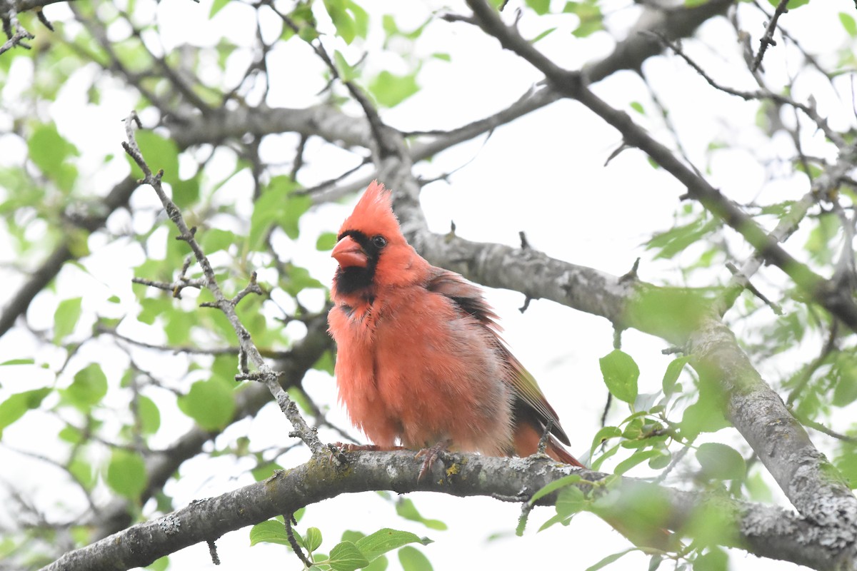 Northern Cardinal - ML620688831