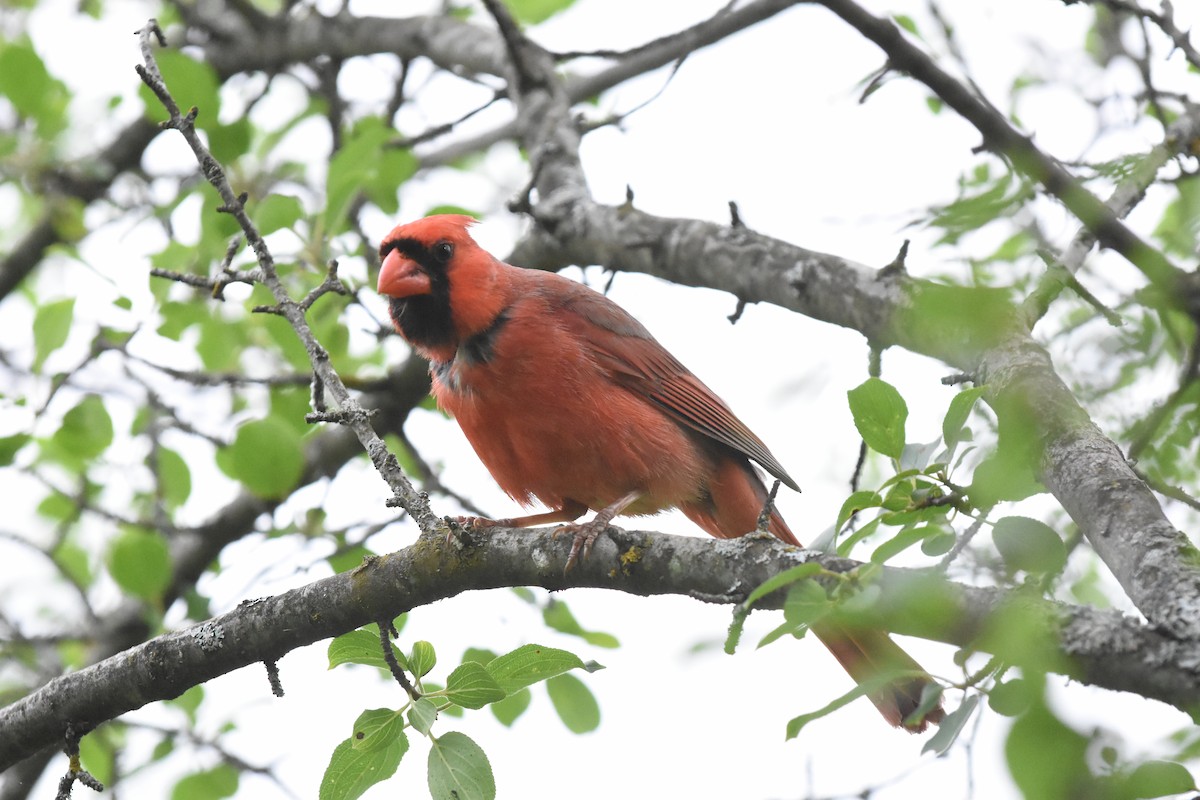 Northern Cardinal - ML620688832