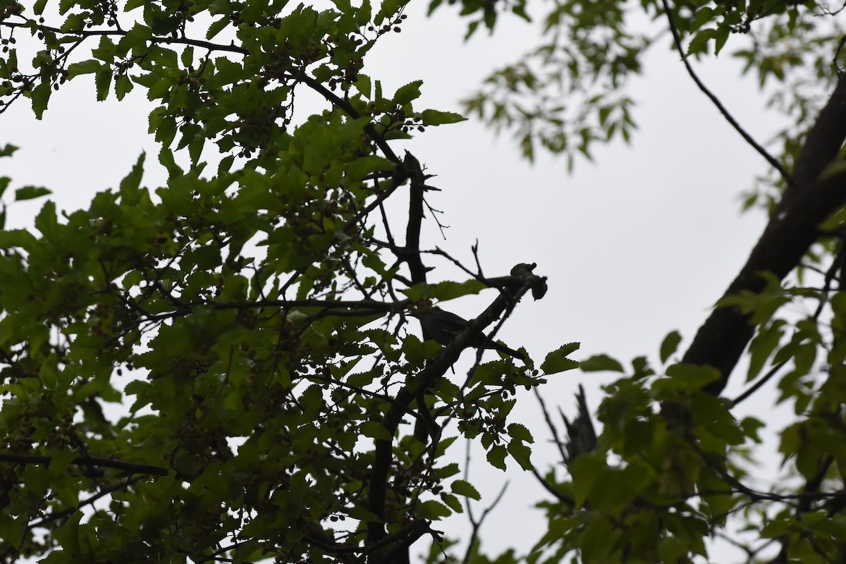 Gray Catbird - ML620688838