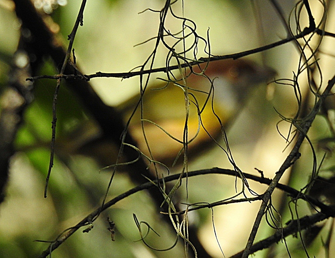 Rufous-browed Peppershrike - ML620688841