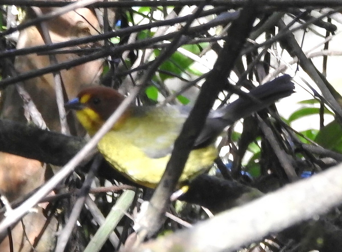 Fulvous-headed Brushfinch - Fernando Muñoz