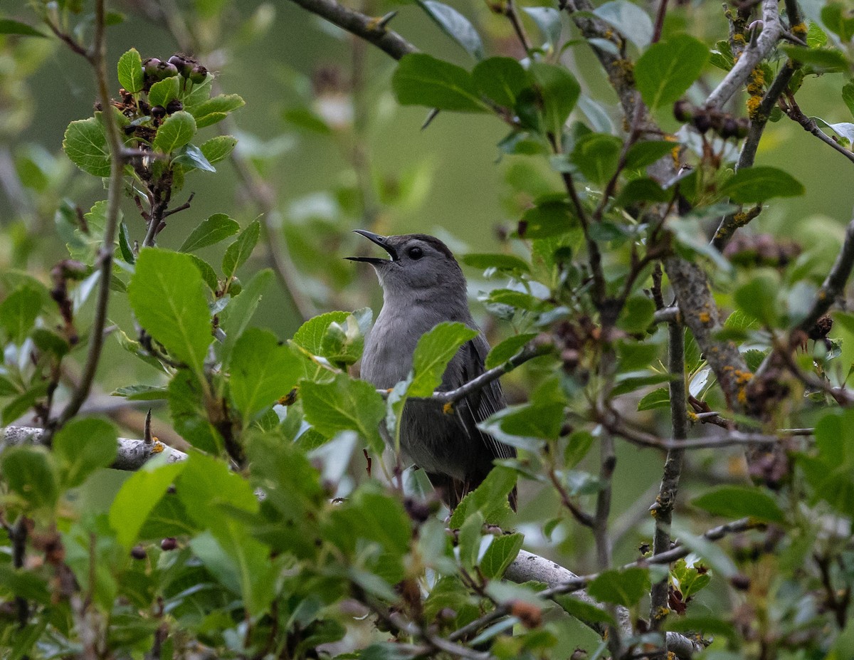 Gray Catbird - ML620688860