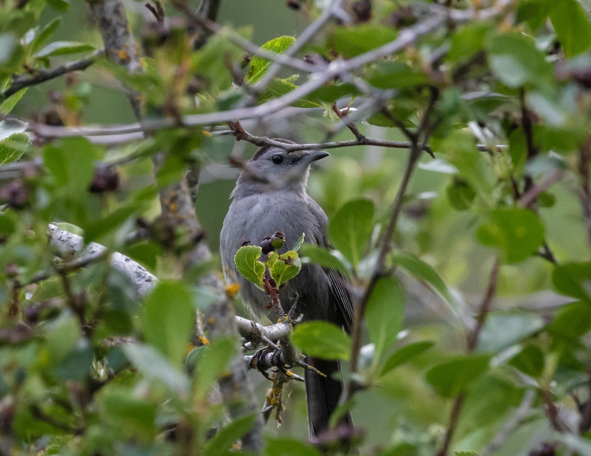 Gray Catbird - ML620688862