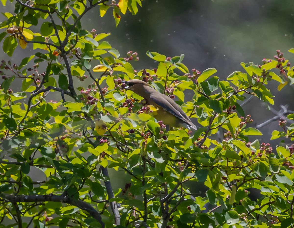 Cedar Waxwing - ML620688867