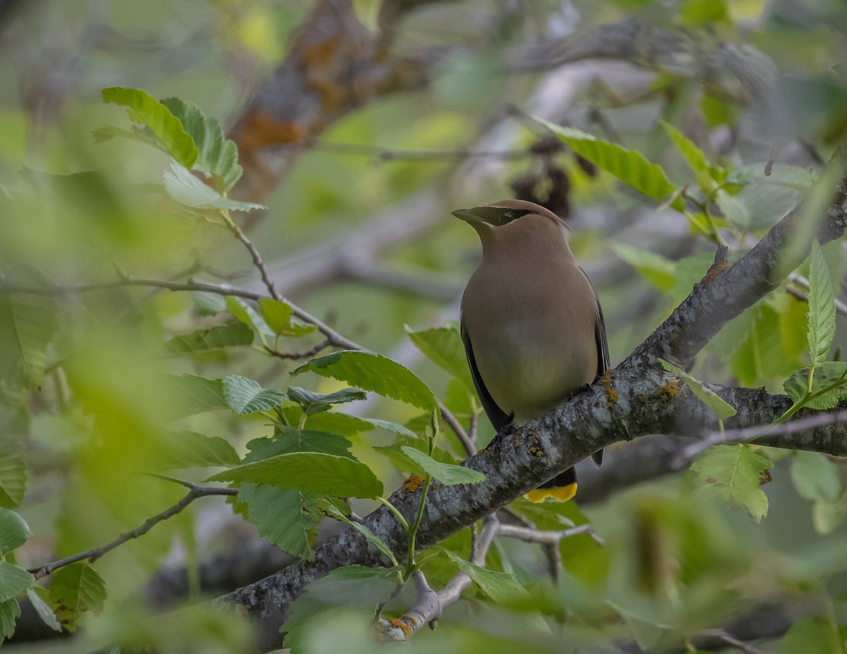 Cedar Waxwing - ML620688868