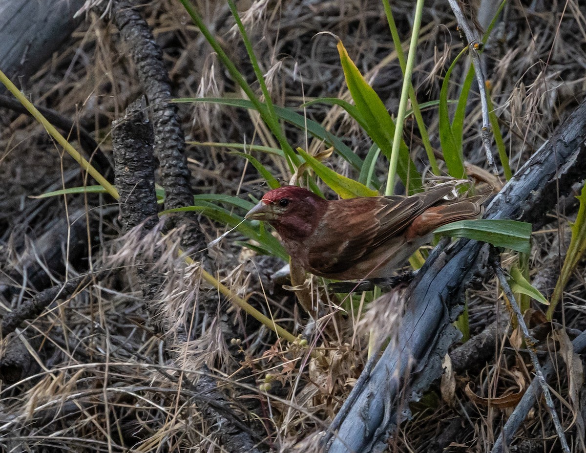 Purple Finch - ML620688872