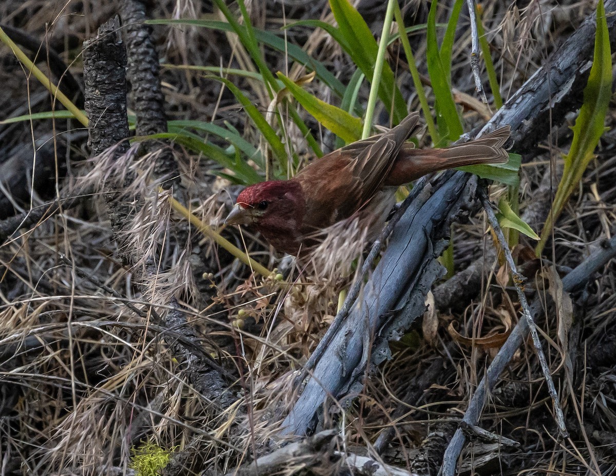 Purple Finch - ML620688873