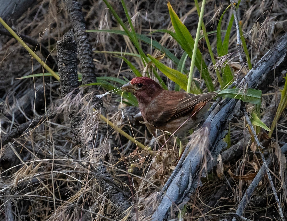 Purple Finch - ML620688874