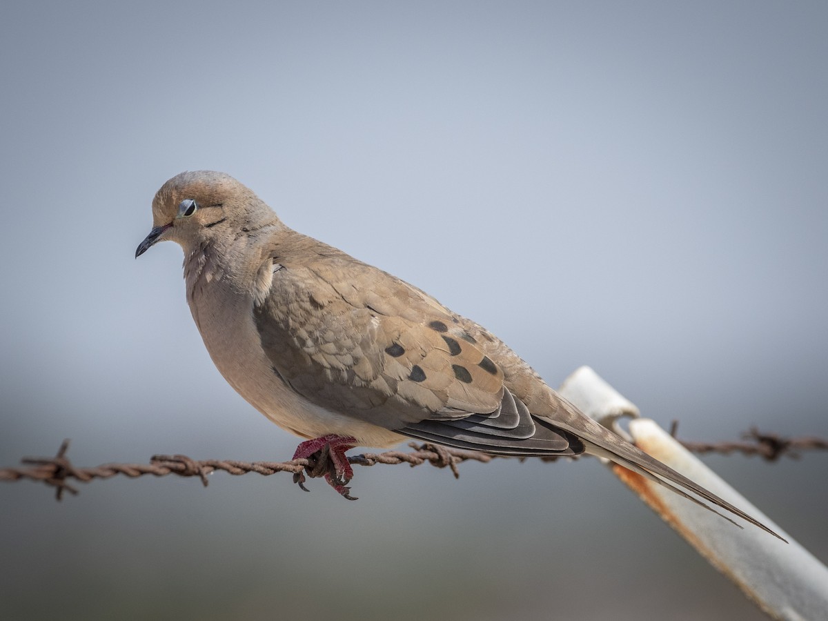 Mourning Dove - ML620688875