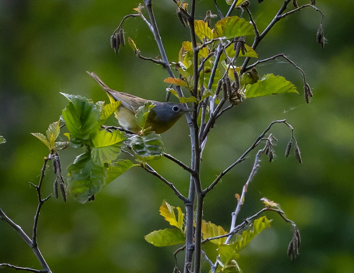 Nashville Warbler - ML620688883