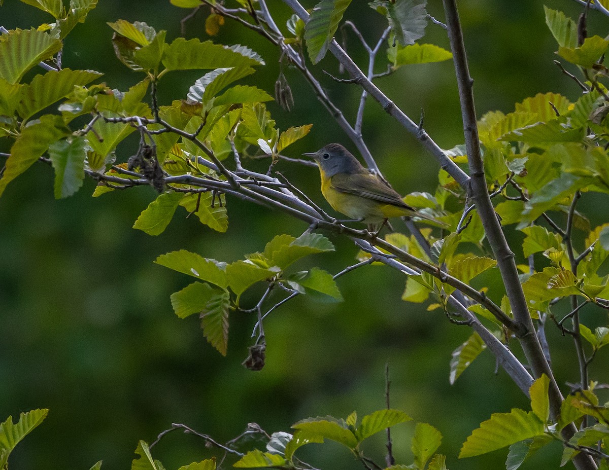 Nashville Warbler - ML620688885