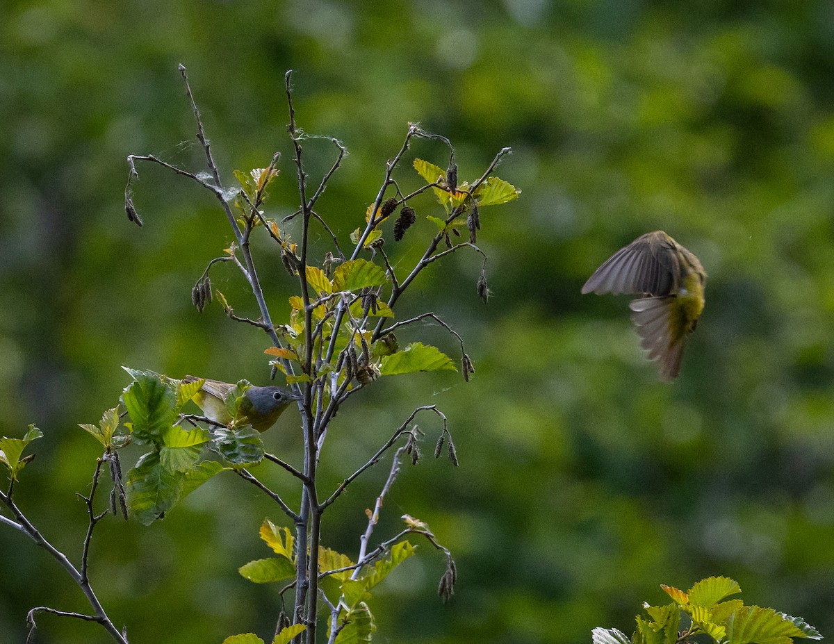 Nashville Warbler - ML620688886