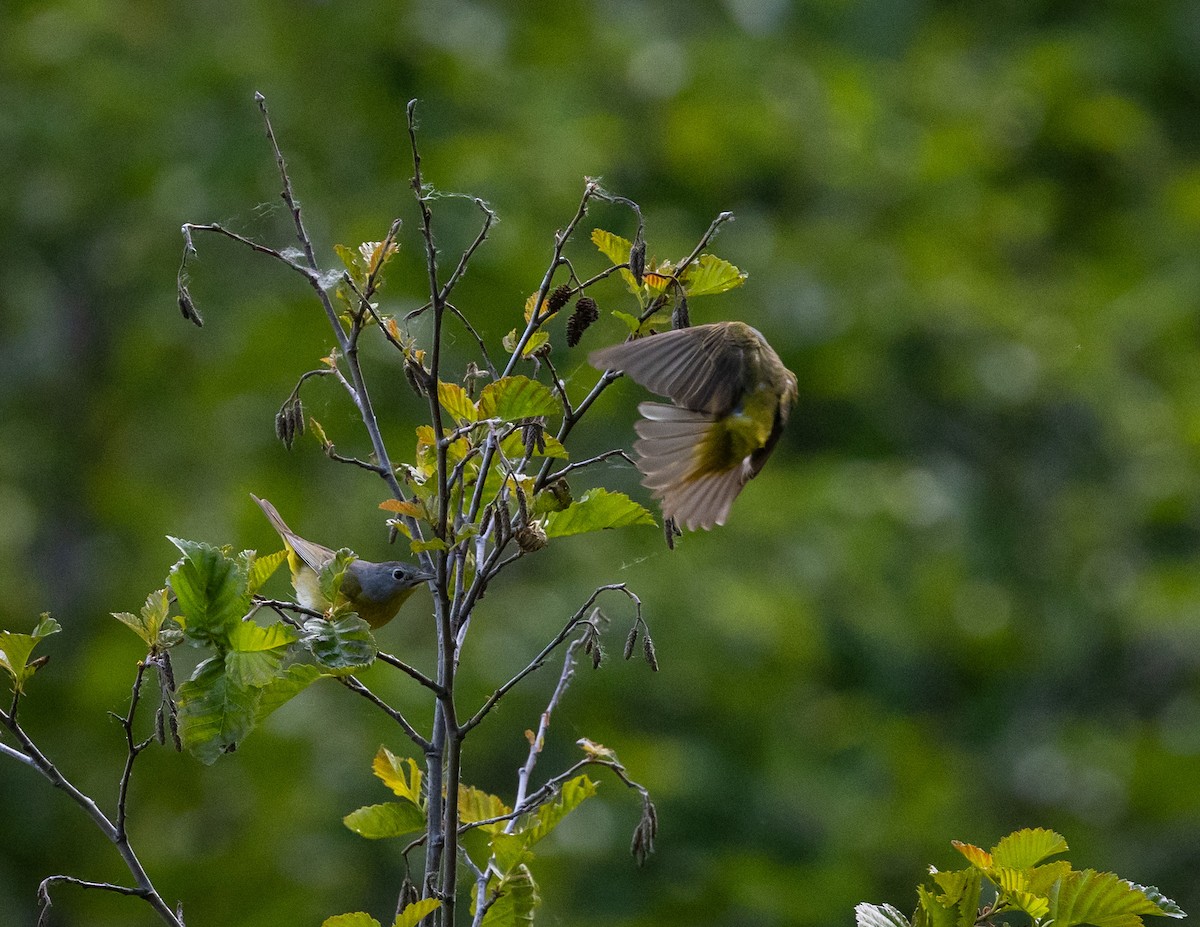 Nashville Warbler - ML620688887