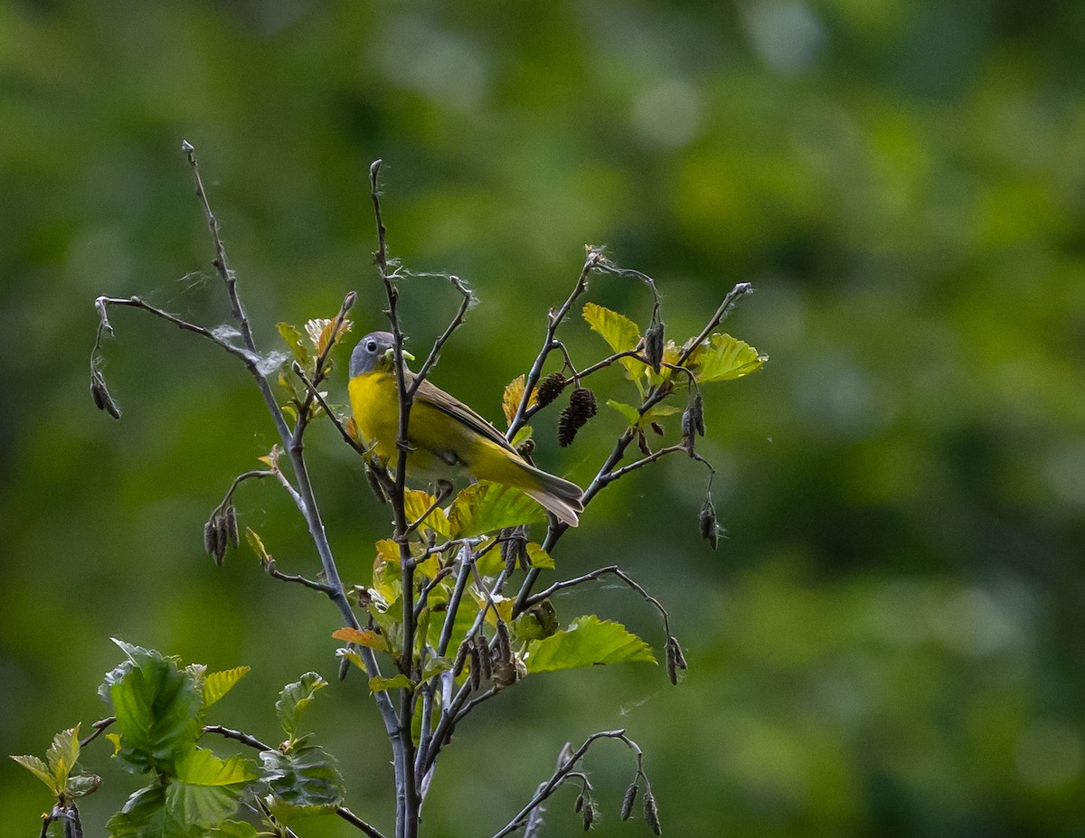 Nashville Warbler - ML620688888