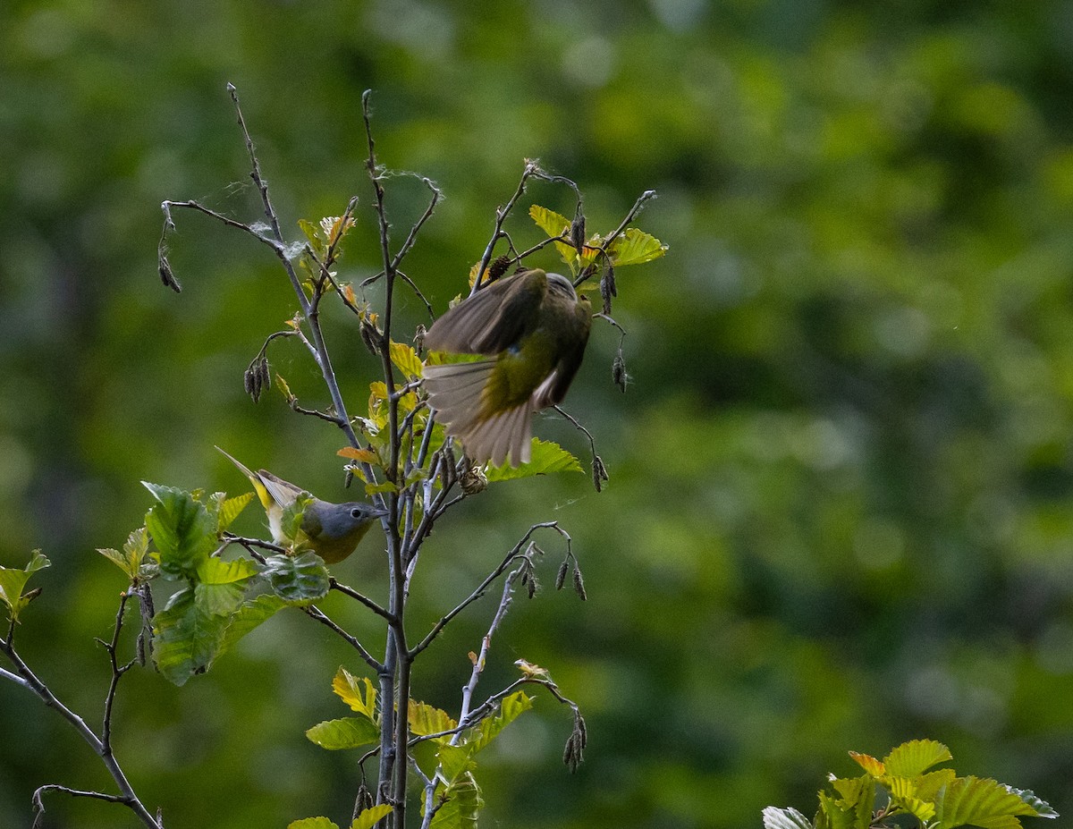 Nashville Warbler - ML620688890