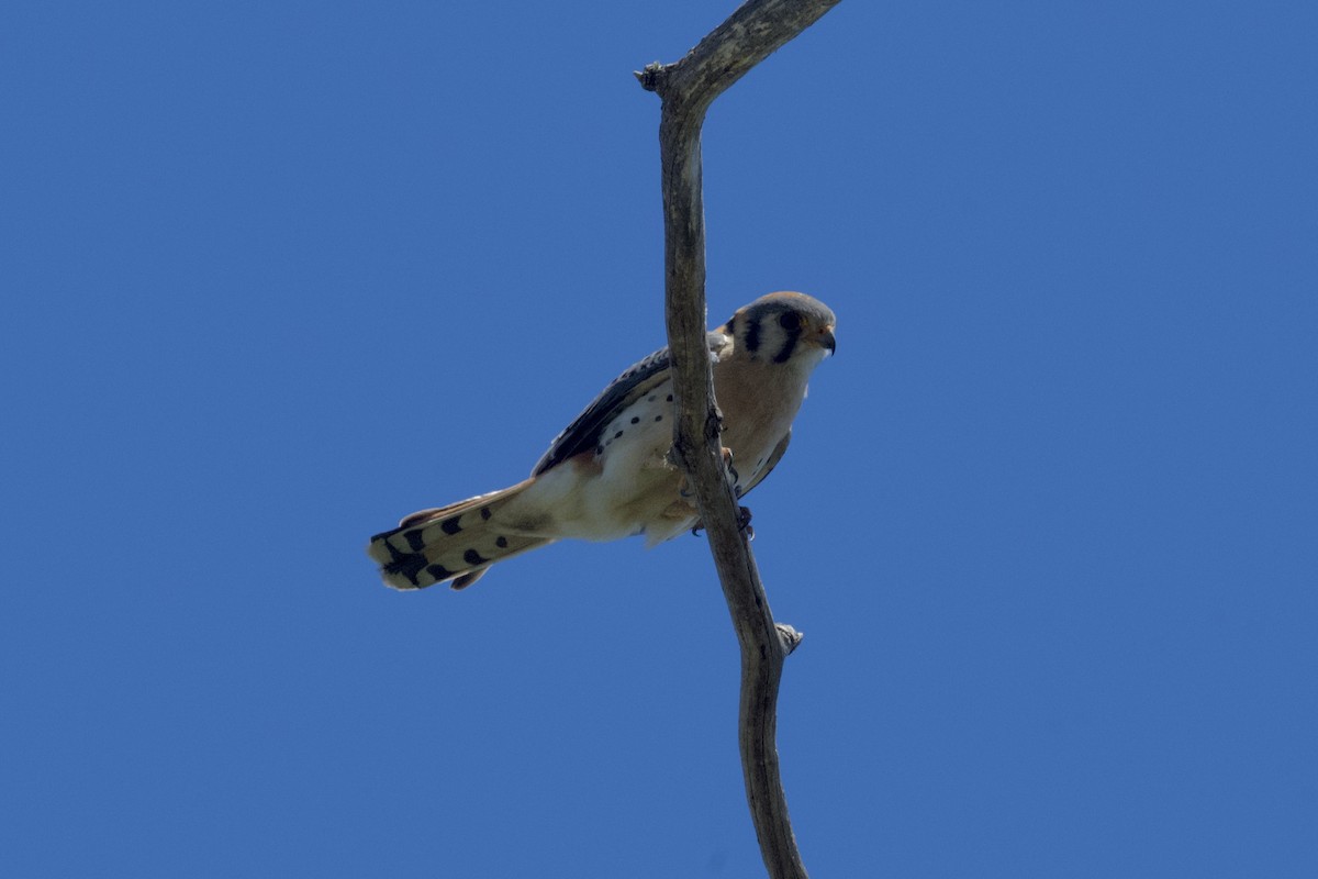 American Kestrel - ML620688896