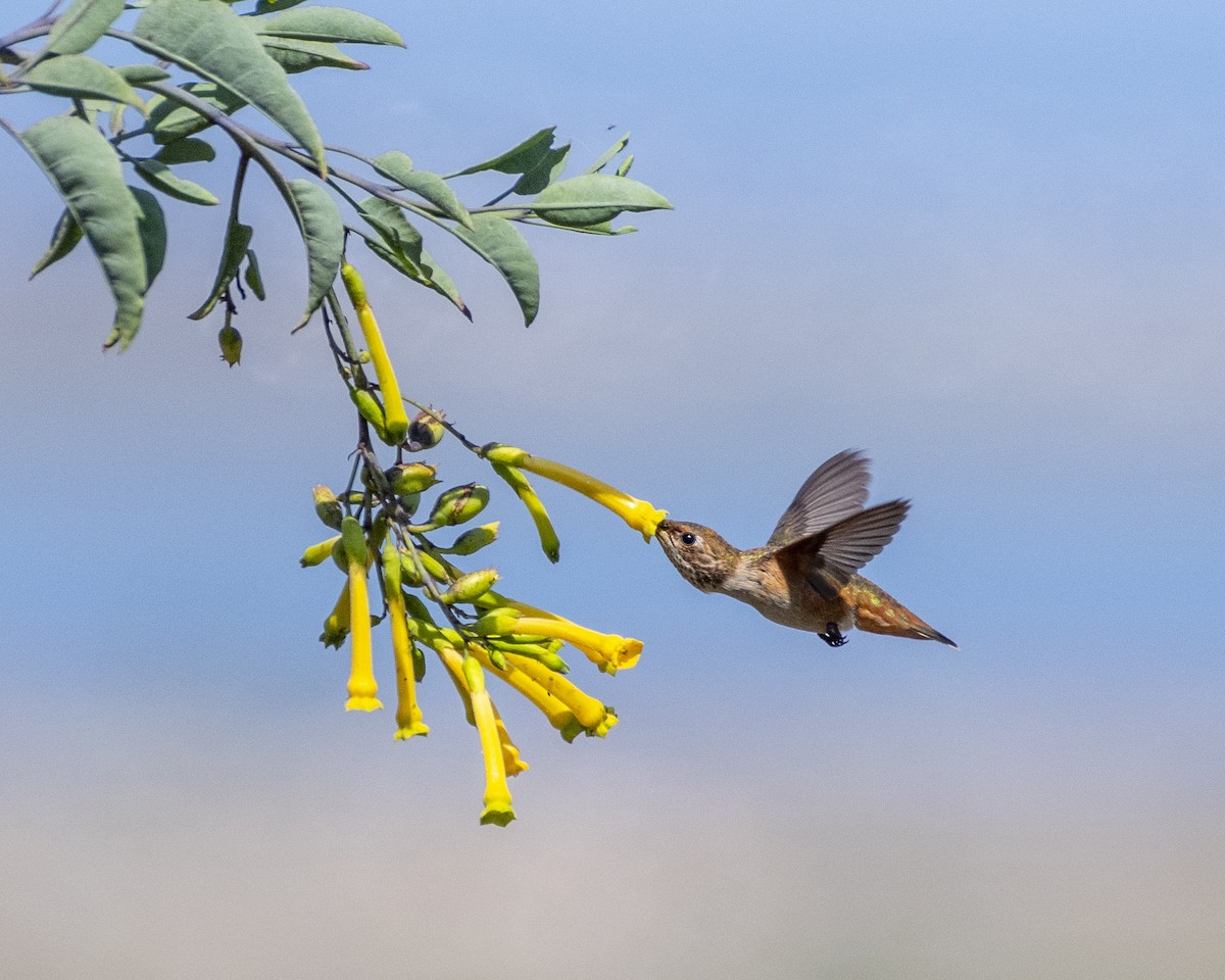 Allen's Hummingbird - ML620688897