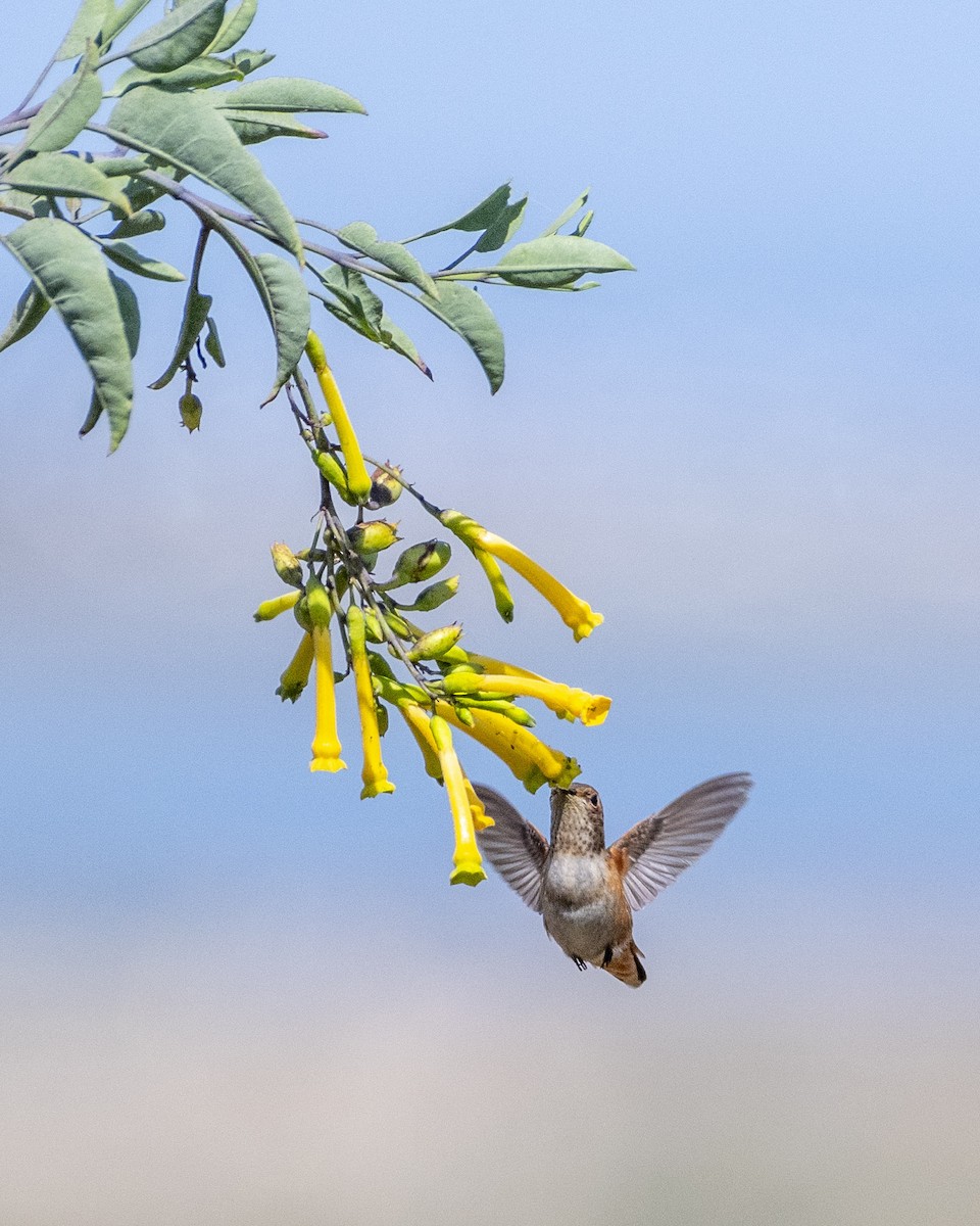 Allen's Hummingbird - ML620688900