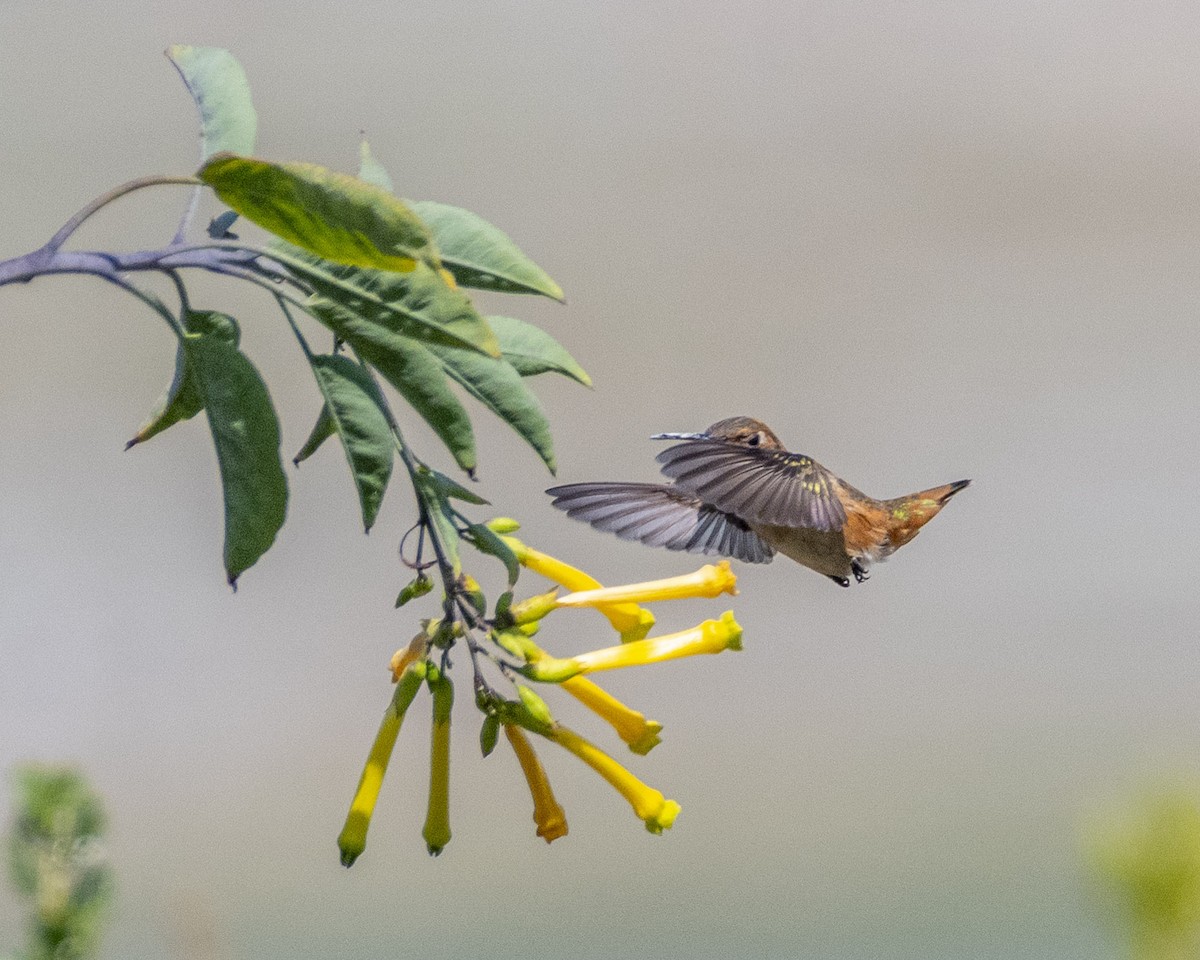 Allen's Hummingbird - ML620688902