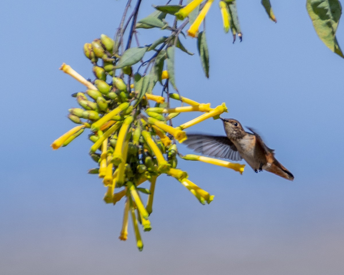 Allen's Hummingbird - ML620688903