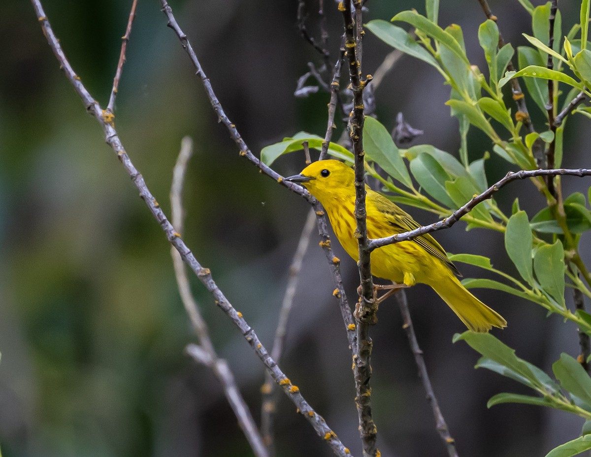 Paruline jaune - ML620688906