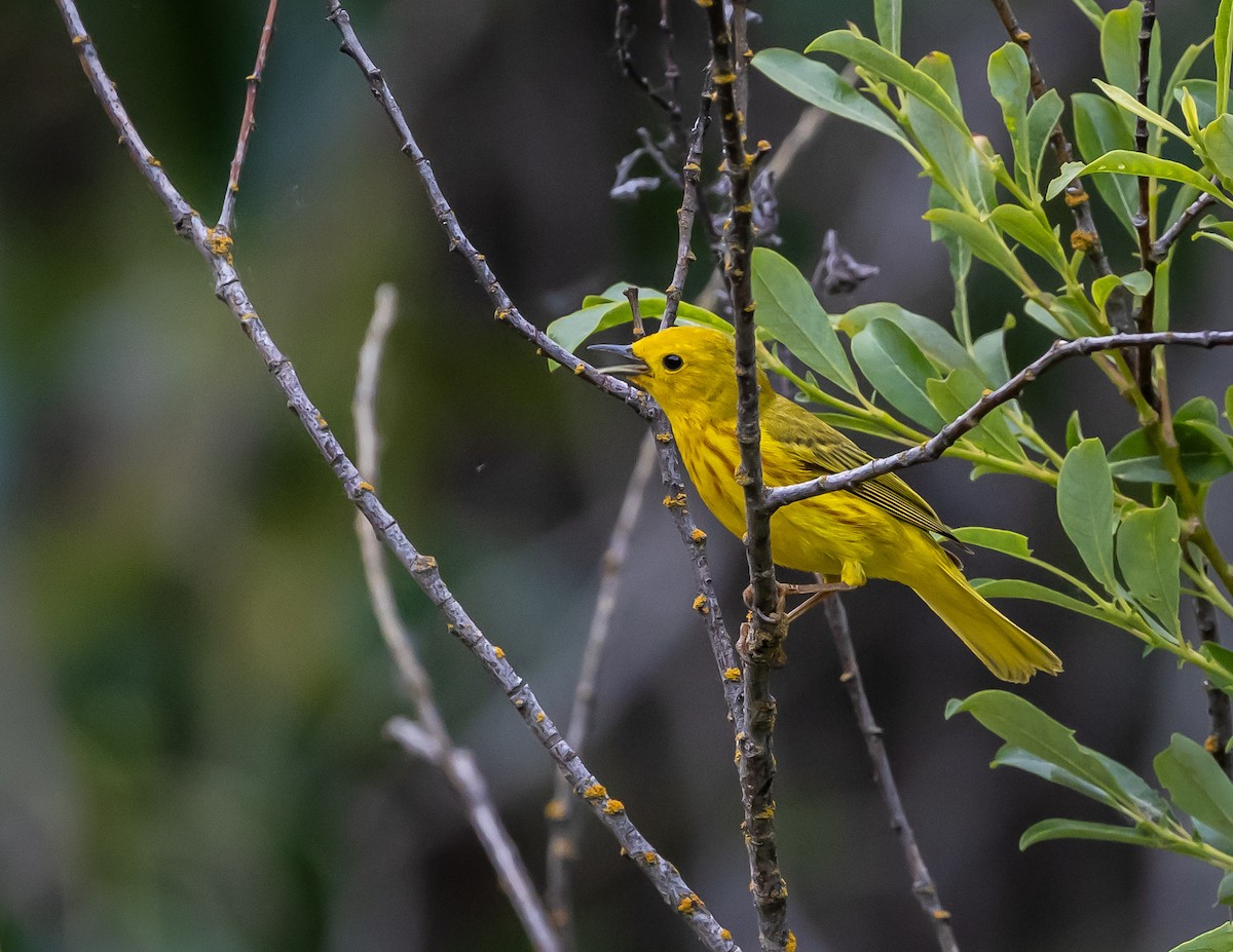 Paruline jaune - ML620688907