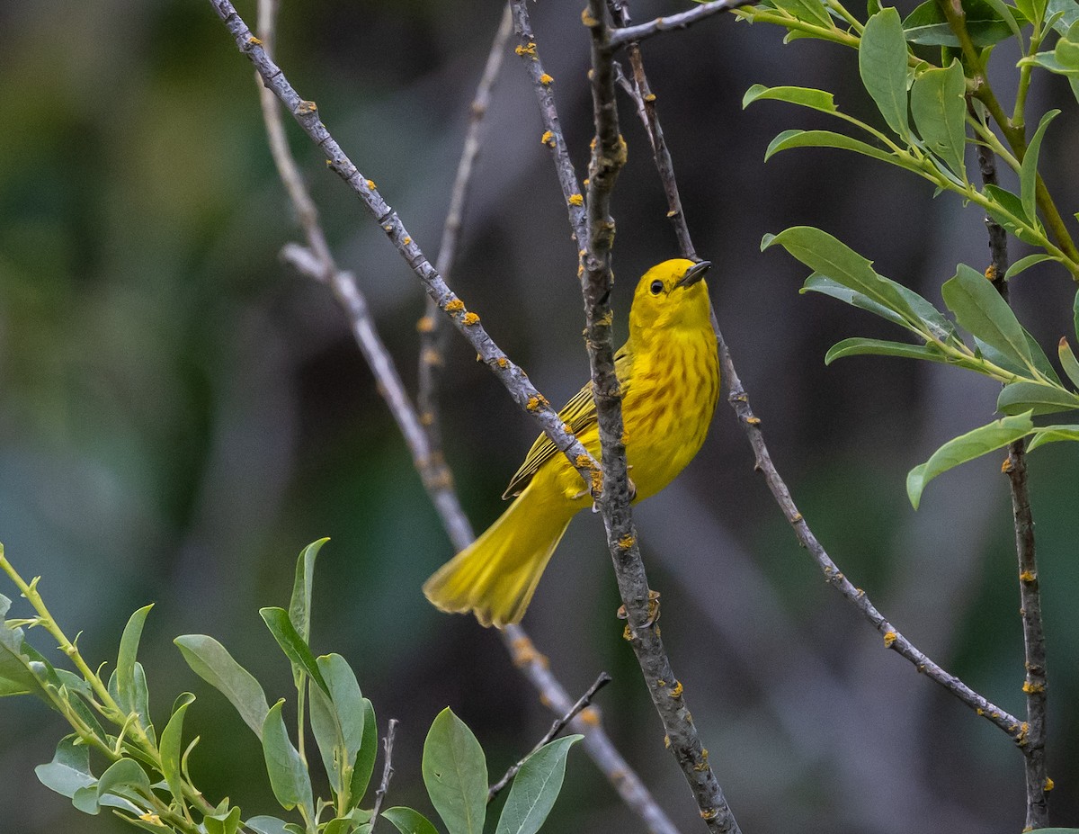 Paruline jaune - ML620688908