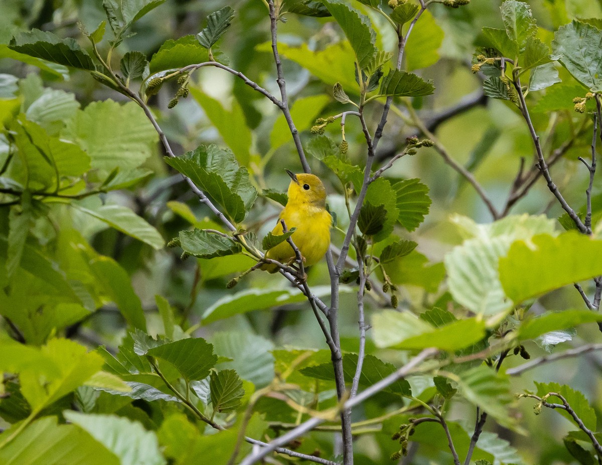 Paruline jaune - ML620688909