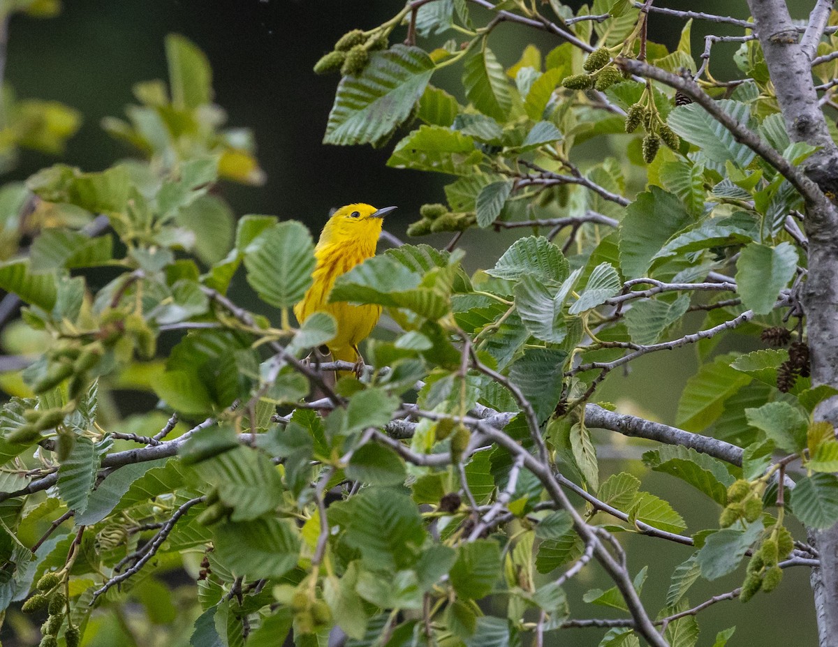 Yellow Warbler - ML620688912