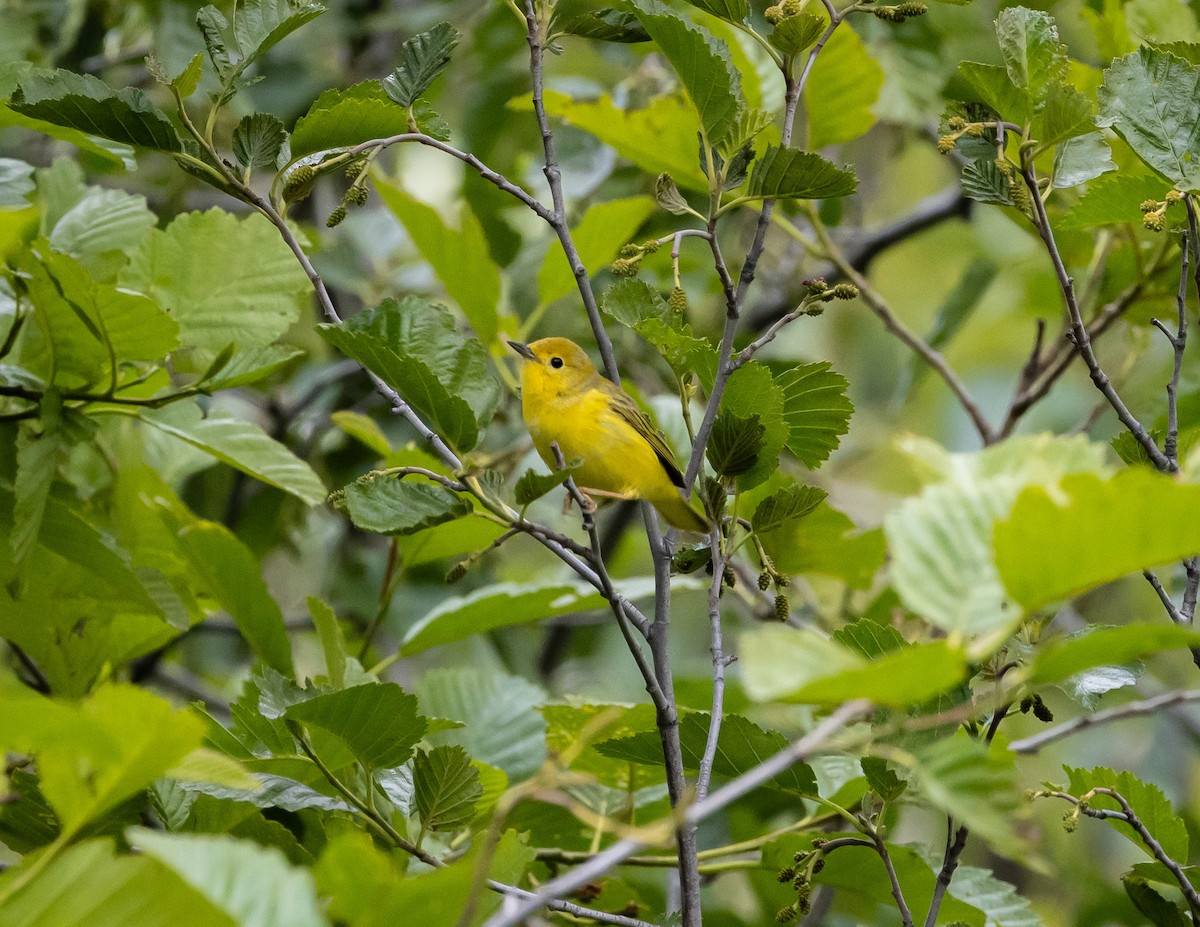 Yellow Warbler - Nancy Schutt