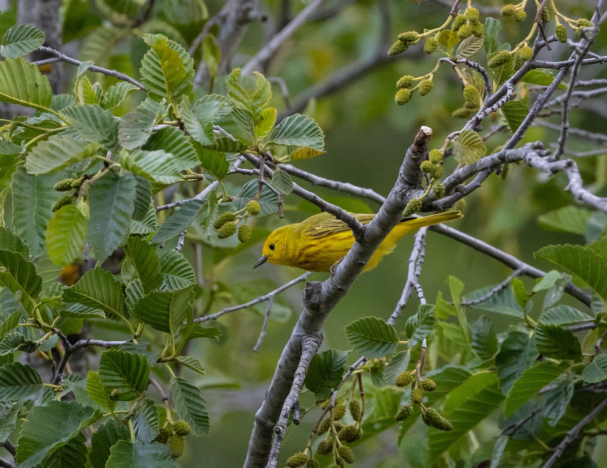 Yellow Warbler - ML620688915