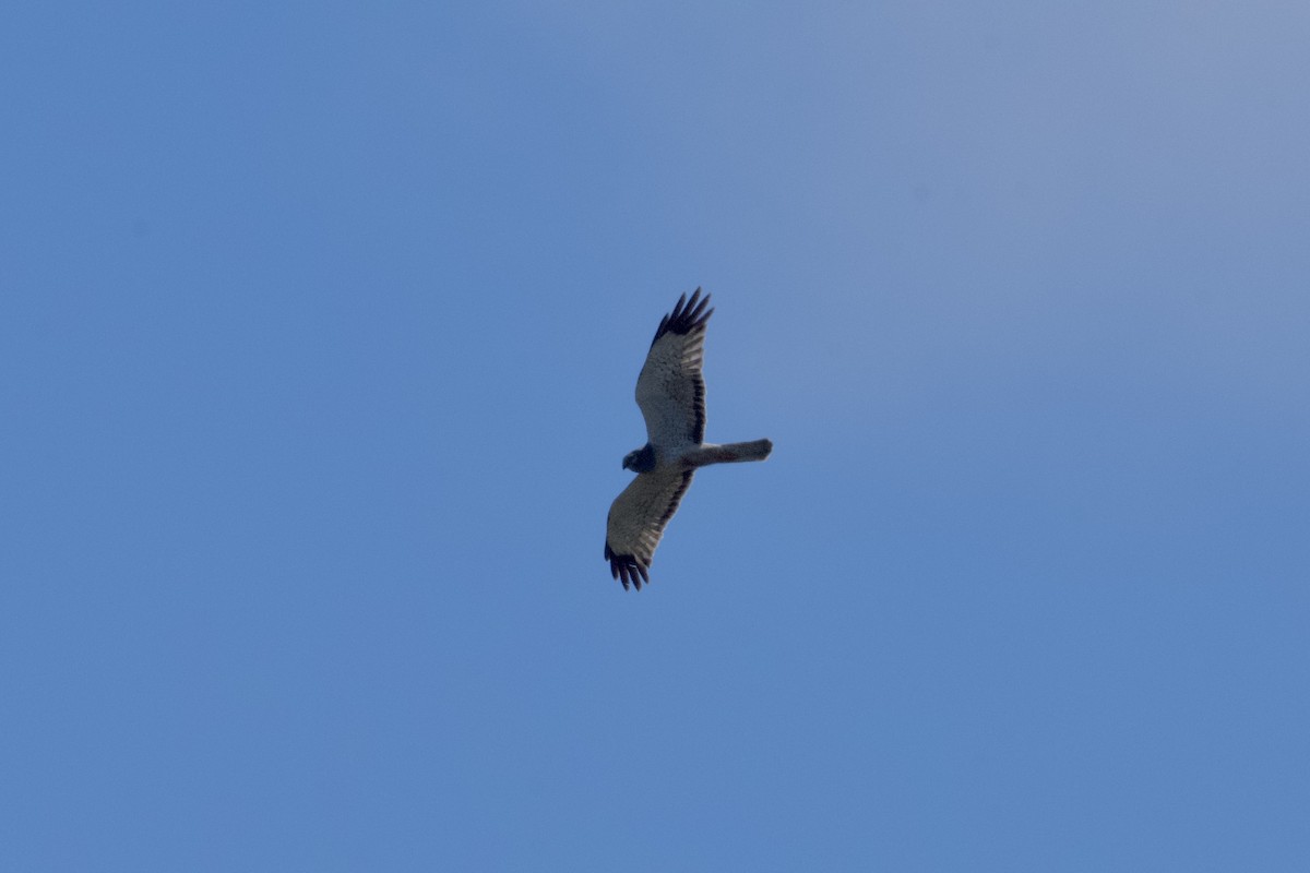 Northern Harrier - ML620688916