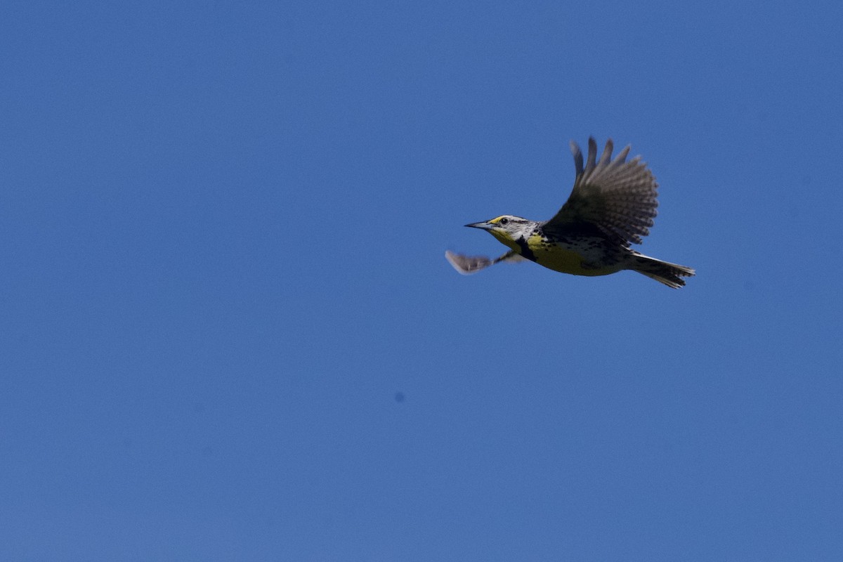 Western Meadowlark - ML620688921